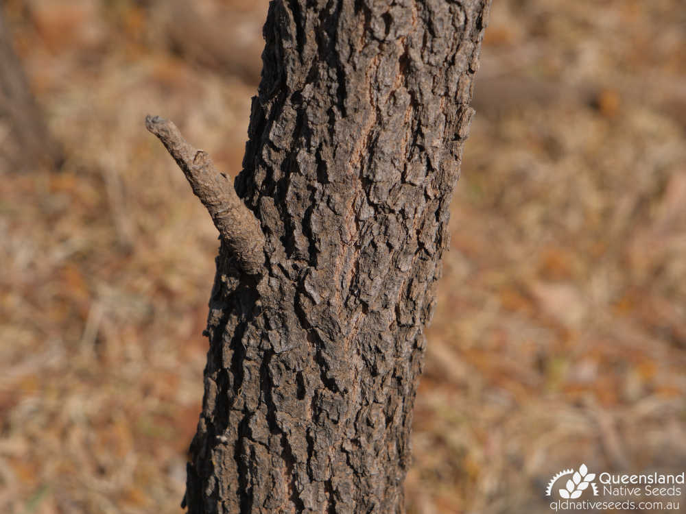 Acacia hemignosta | bark | Queensland Native Seeds