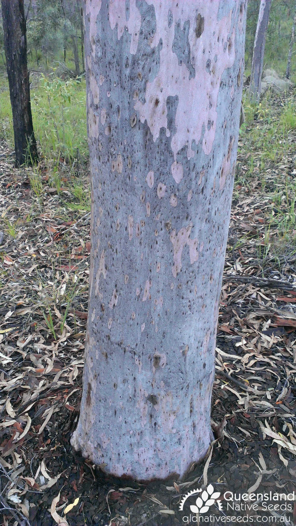 Angophora costata subsp. leiocarpa | bark | Queensland Native Seeds