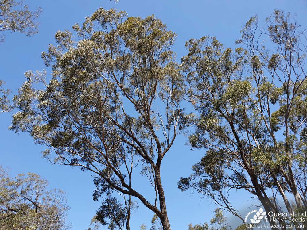 Eucalyptus decorticans | canopy | Queensland Native Seeds