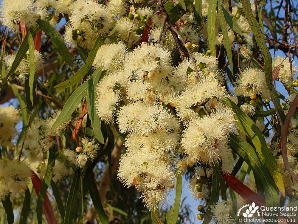 Corymbia tessellaris | inflorescence | Queensland Native Seeds