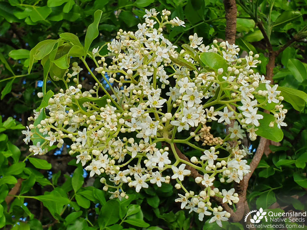 Flindersia australis | inflorescence | Queensland Native Seeds