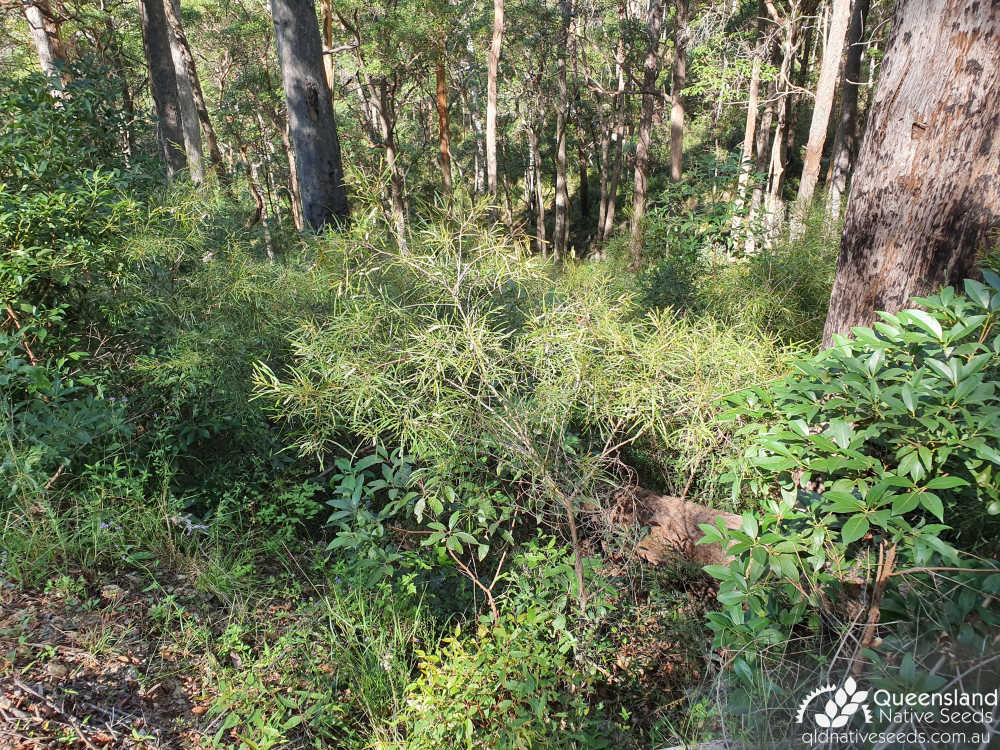 Acacia longissima | habitat in Eucalyptus Tall Open Forest | Queensland Native Seeds