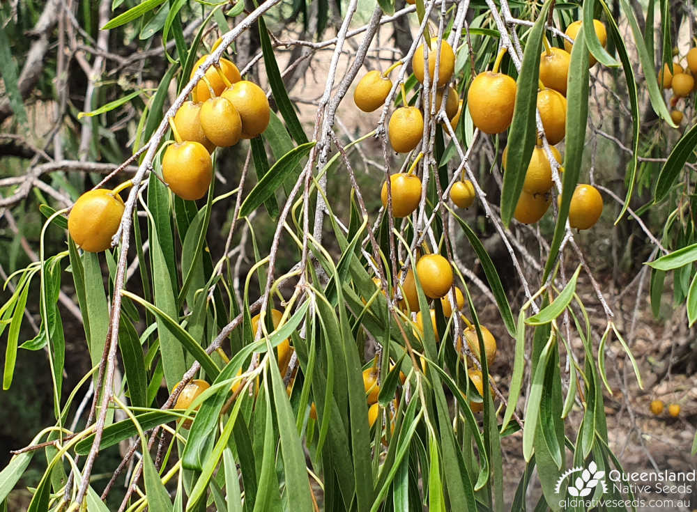 Pittosporum angustifolium | leaves, fruit | Queensland Native Seeds