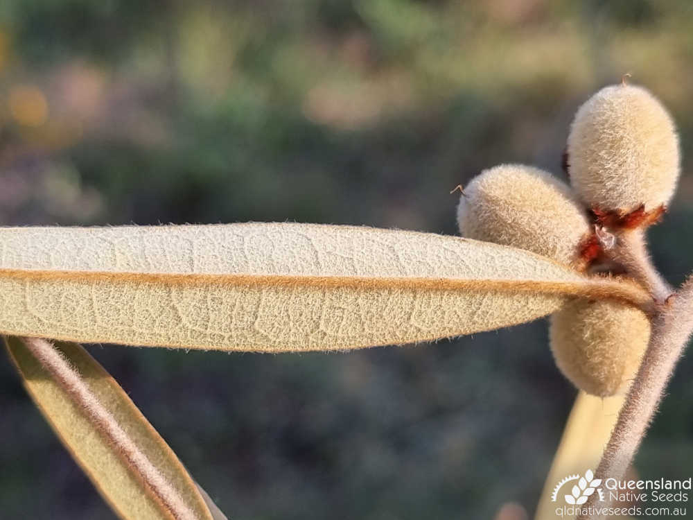 Hovea planifolia | grey to to tan grey indumentum on leaf undersides | Queensland Native Seeds