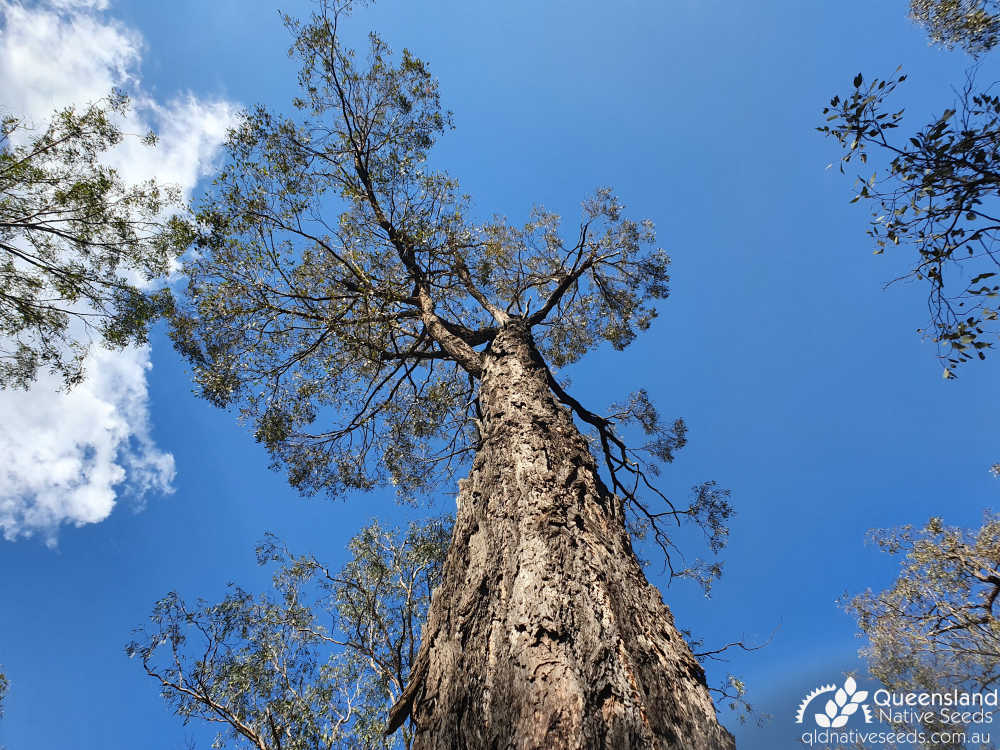 Eucalyptus fibrosa subsp. fibrosa | trunk, canopy | Queensland Native Seeds