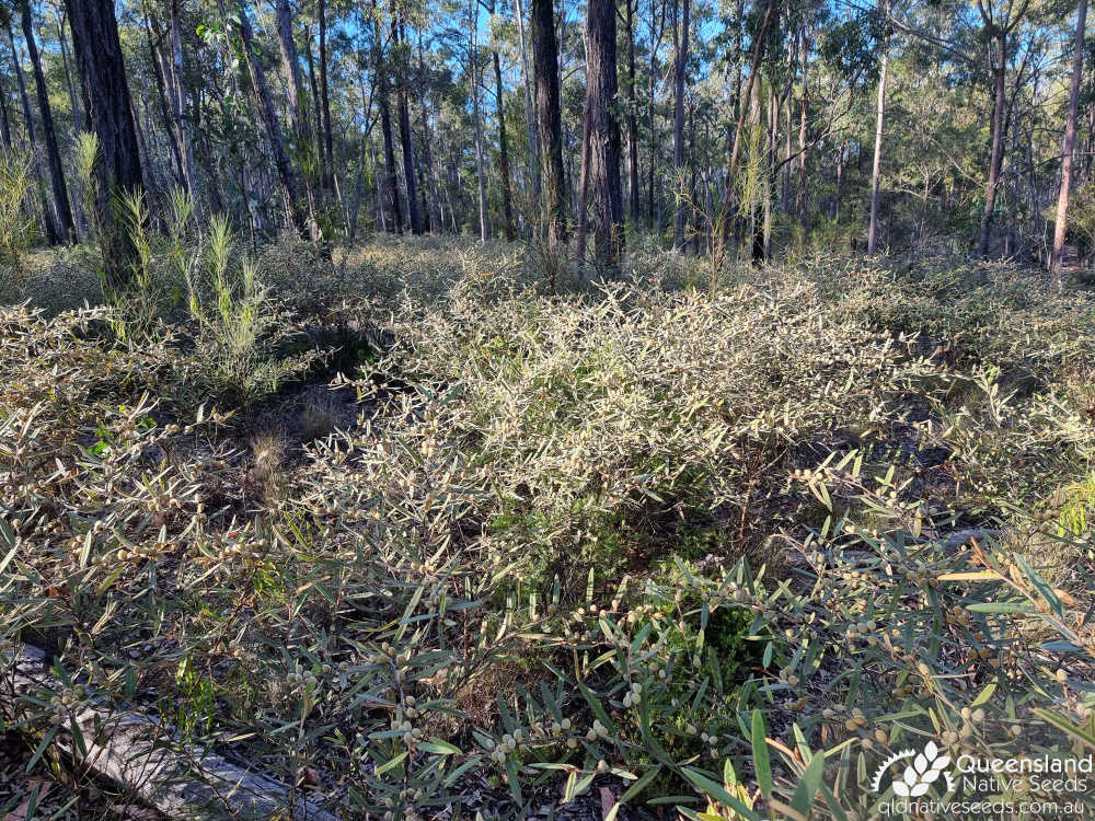 Hovea planifolia | habit, habitat | Queensland Native Seeds