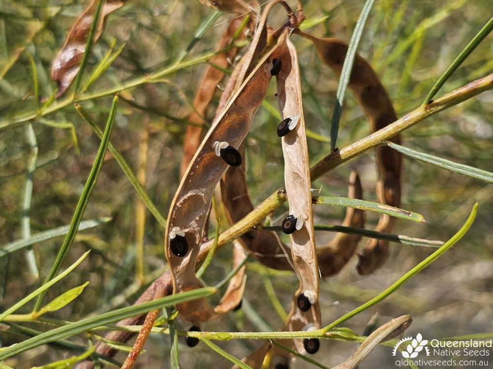 Acacia chisholmii | pod, seed | Queensland Native Seeds