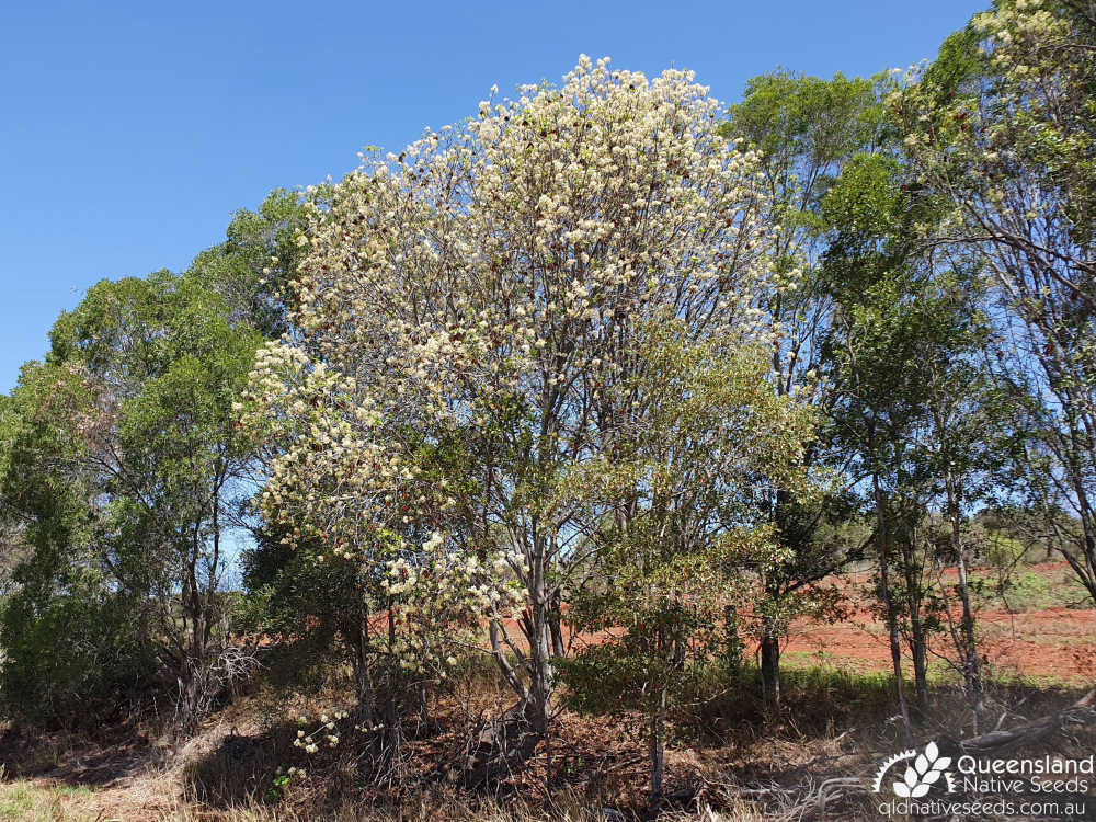 Flindersia australis | habit on roadside | Queensland Native Seeds