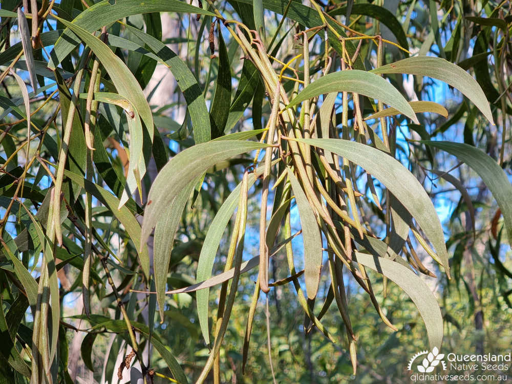 Acacia julifera | phyllodes, fruit | Queensland Native Seeds