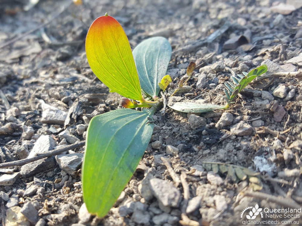 Acacia leiocalyx  | seedling | Queensland Native Seeds