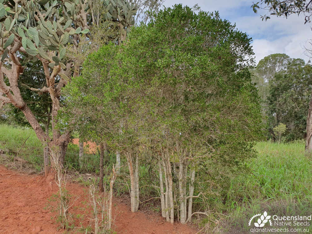 Denhamia parvifolia | habit | Queensland Native Seeds