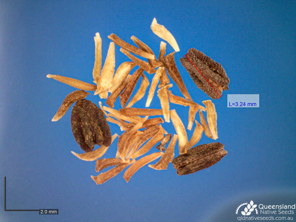 Lophostemon confertus | microscope | Queensland Native Seeds