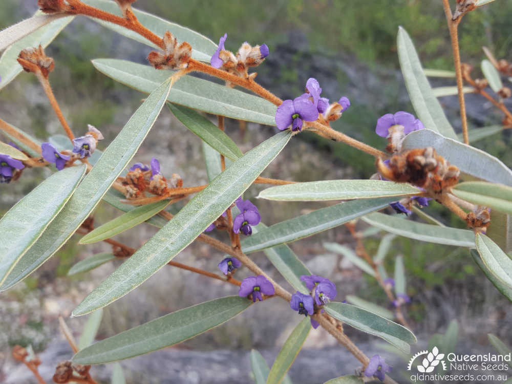 Hovea planifolia | leaf, inflorescence | Queensland Native Seeds