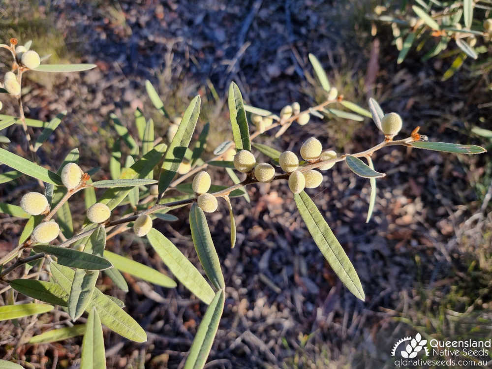 Hovea planifolia | capsule, leaves | Queensland Native Seeds