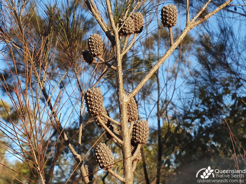 Allocasuarina littoralis | fruit | Queensland Native Seeds