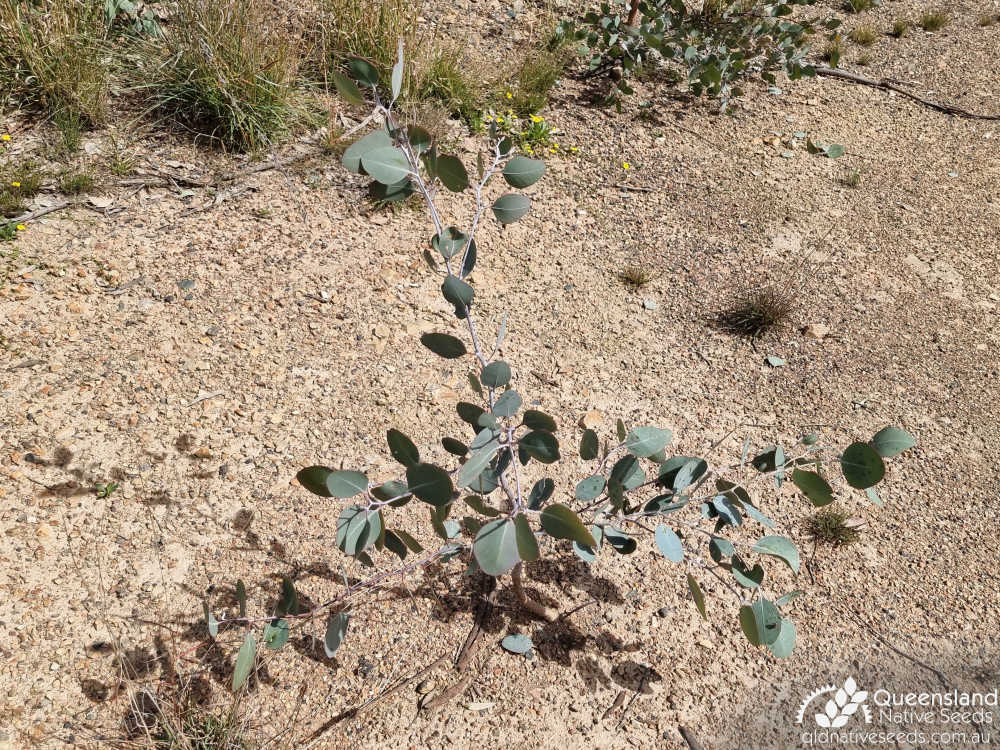 Eucalyptus dealbata | juvenile form | Queensland Native Seeds