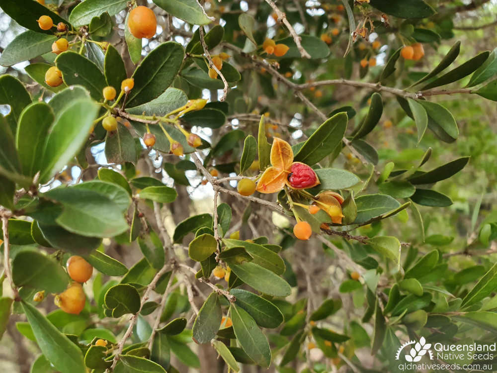 Denhamia parvifolia | leaves, fruit, seed | Queensland Native Seeds