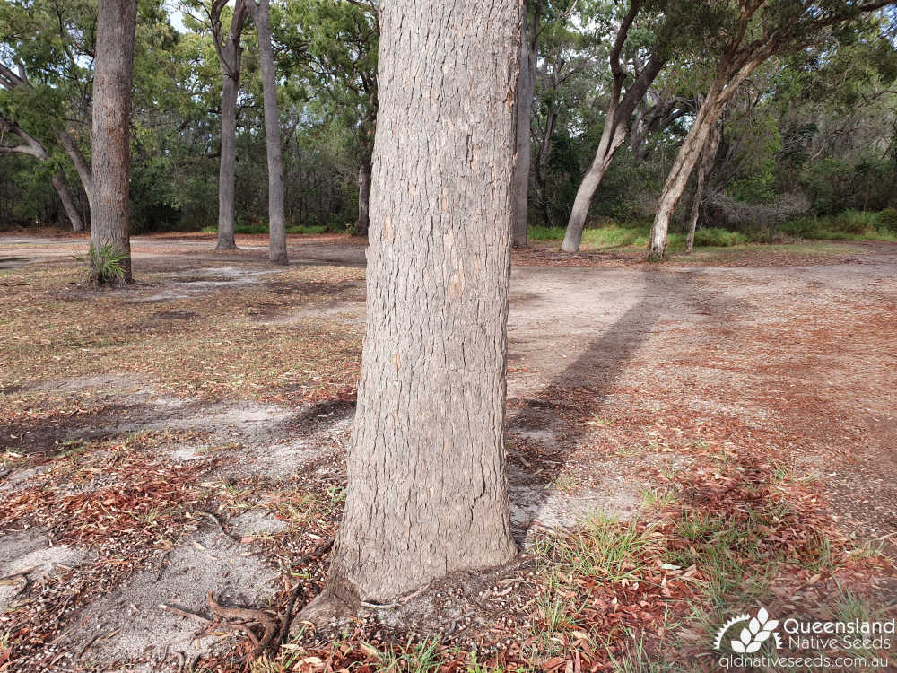 Corymbia intermedia | trunk | Queensland Native Seeds