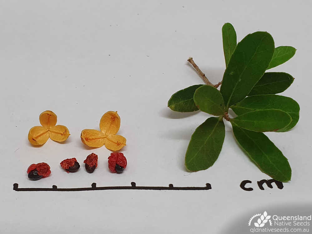 Denhamia parvifolia | leaves, fruit, seed | Queensland Native Seeds