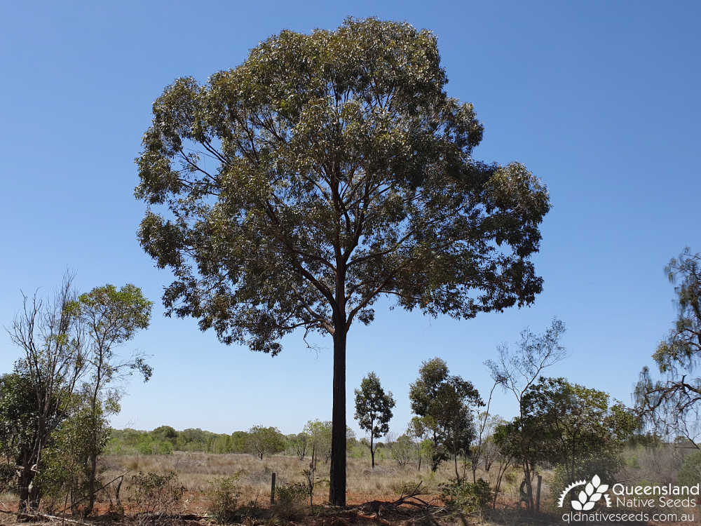Eucalyptus melanoleuca | habit | Queensland Native Seeds
