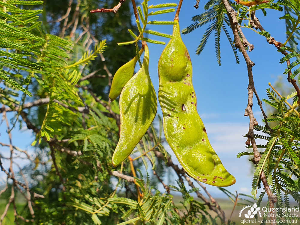 Vachellia bidwillii | fruit | Queensland Native Seeds