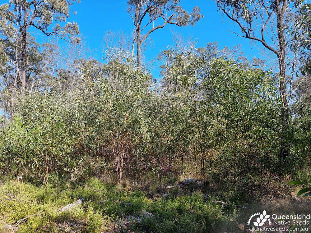Acacia julifera | habit, habitat | Queensland Native Seeds
