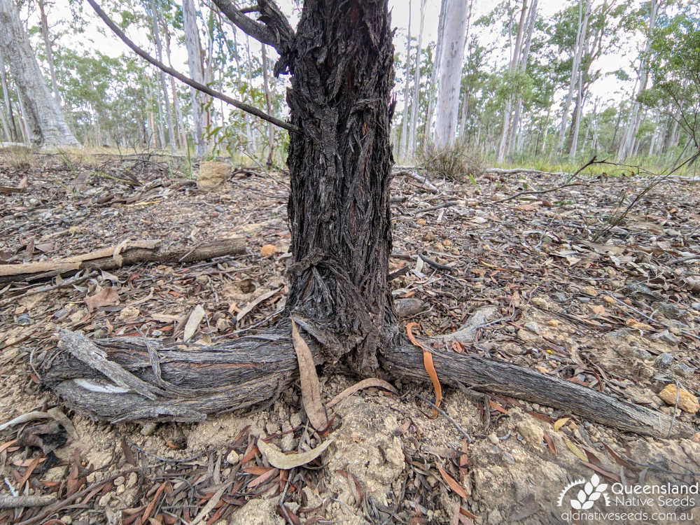 Acacia ixiophylla | trunk, bark | Queensland Native Seeds