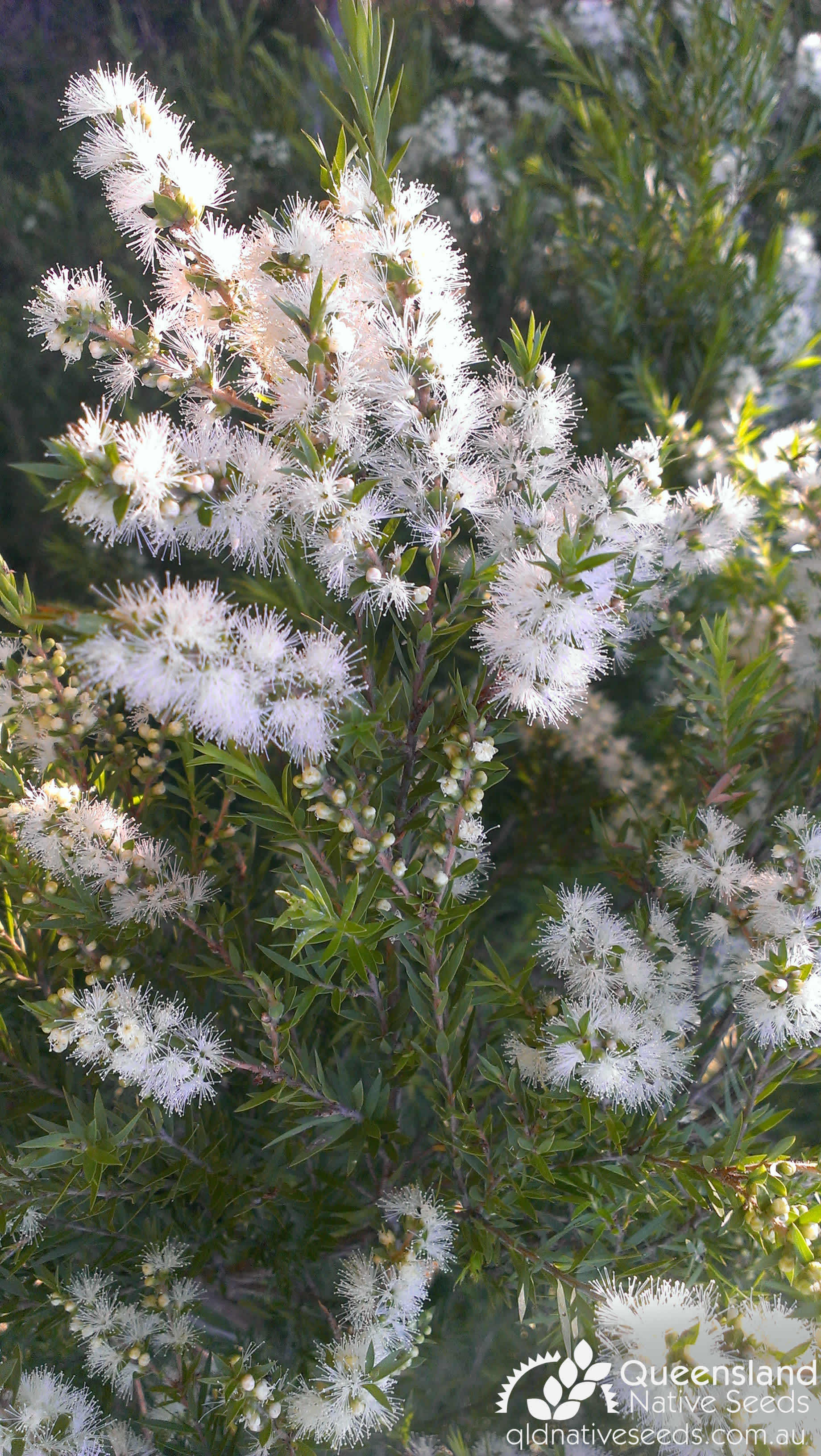 Bypass Melaleuca Login Issues: Simple Solutions - yycfvqh