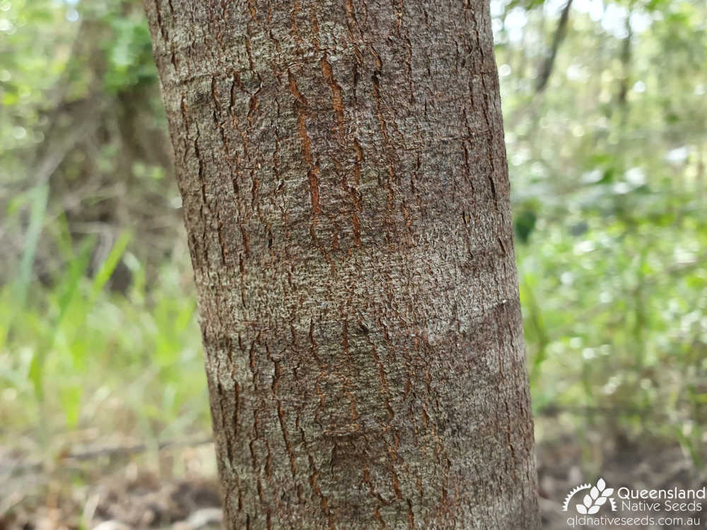 Acacia fimbriata | bark on upper trunk | Queensland Native Seeds