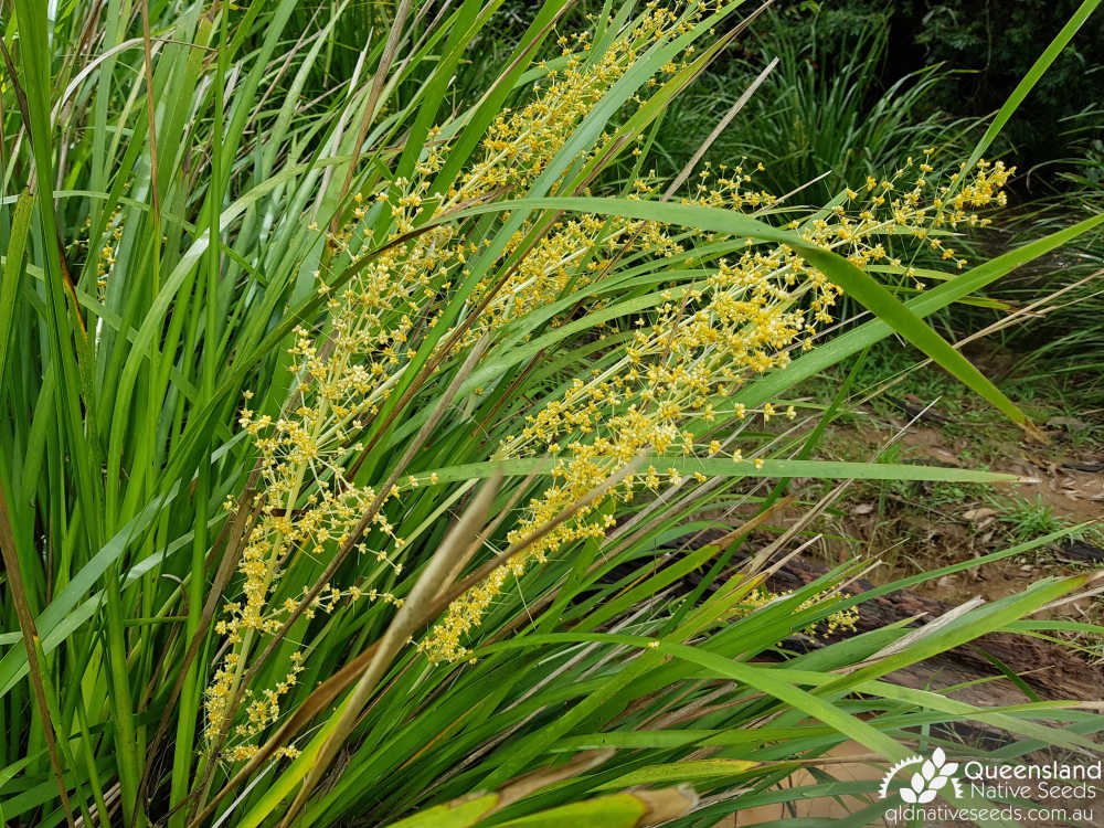 Lomandra hystrix | inflorescence | Queensland Native Seeds