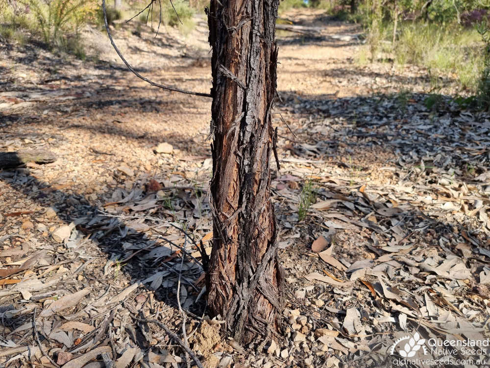 Acacia julifera | base, bark | Queensland Native Seeds