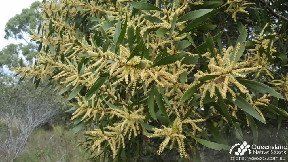 Acacia maidenii | inflorescence | Queensland Native Seeds