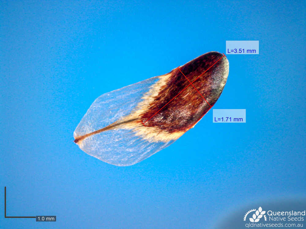 Allocasuarina littoralis | microscope | Queensland Native Seeds