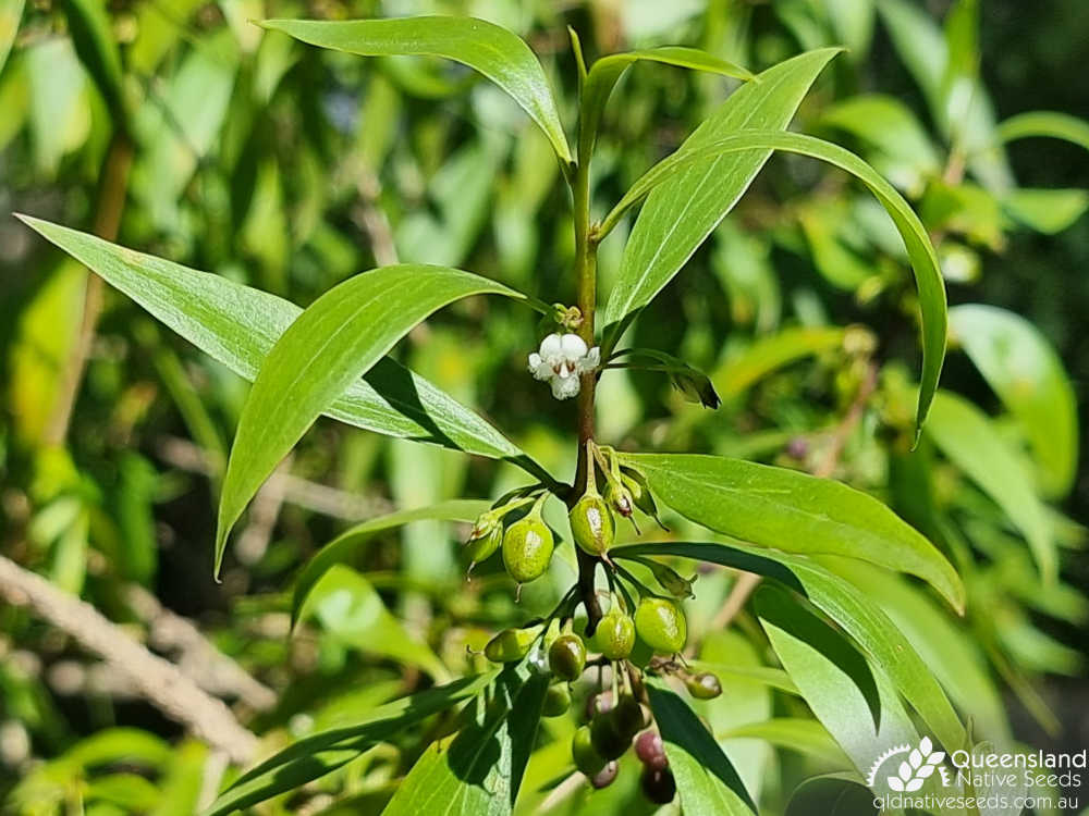 Myoporum acuminatum | inflorescence, fruit | Queensland Native Seeds
