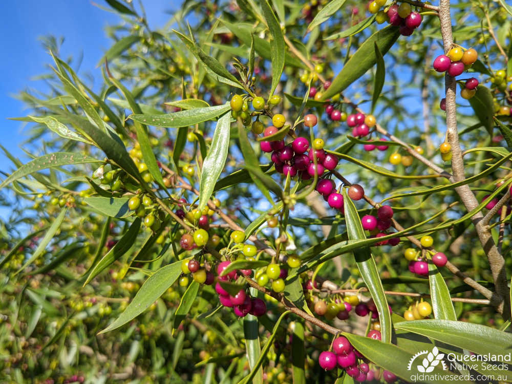 Myoporum montanum | fruit | Queensland Native Seeds