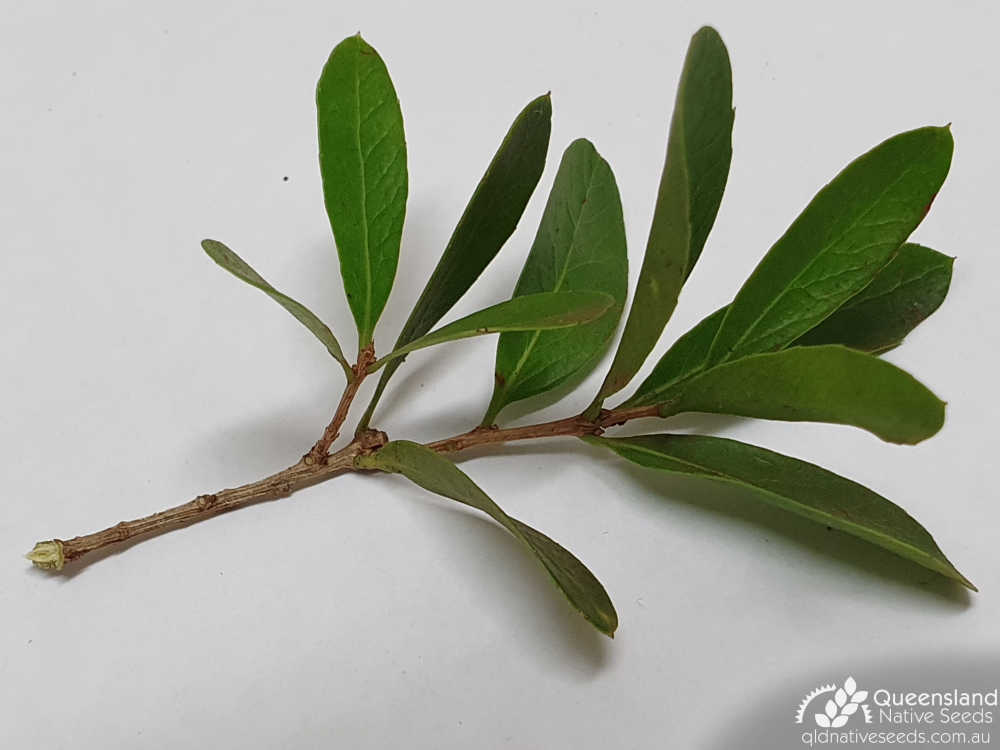 Denhamia parvifolia | terminal growth, stem, leaves | Queensland Native Seeds