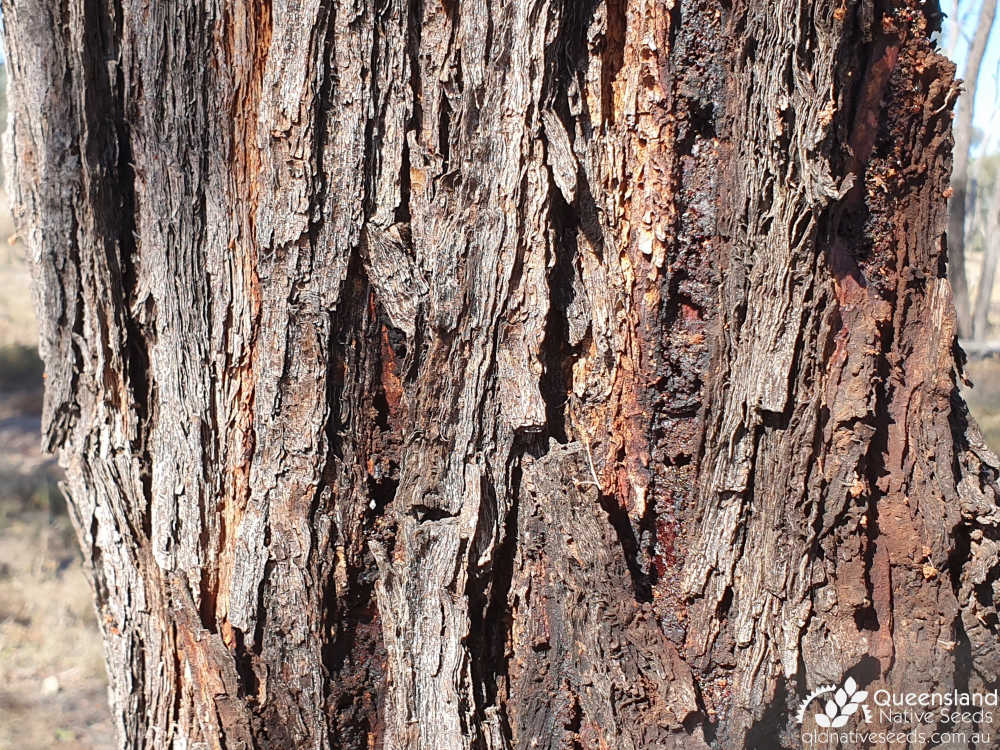 Acacia cambagei | bark | Queensland Native Seeds