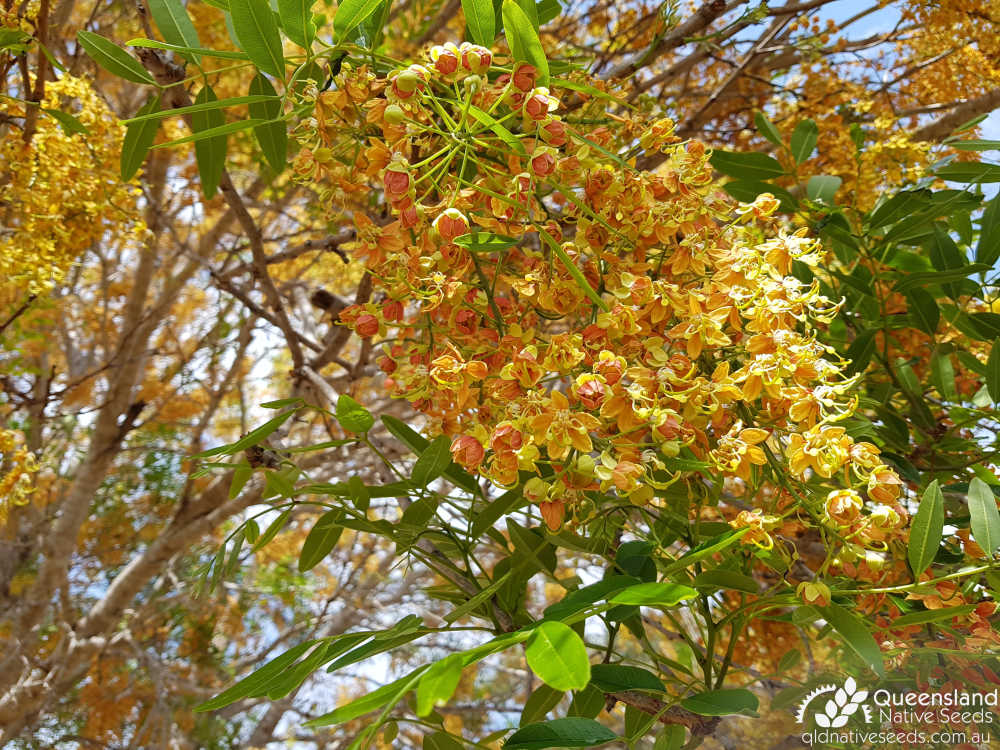 Cassia brewsteri | inflorescence in cultivation | Queensland Native Seeds