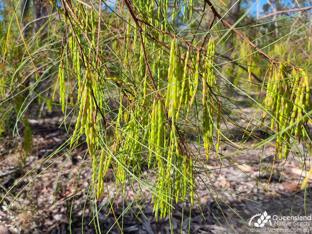 Acacia juncifolia | fruit | Queensland Native Seeds