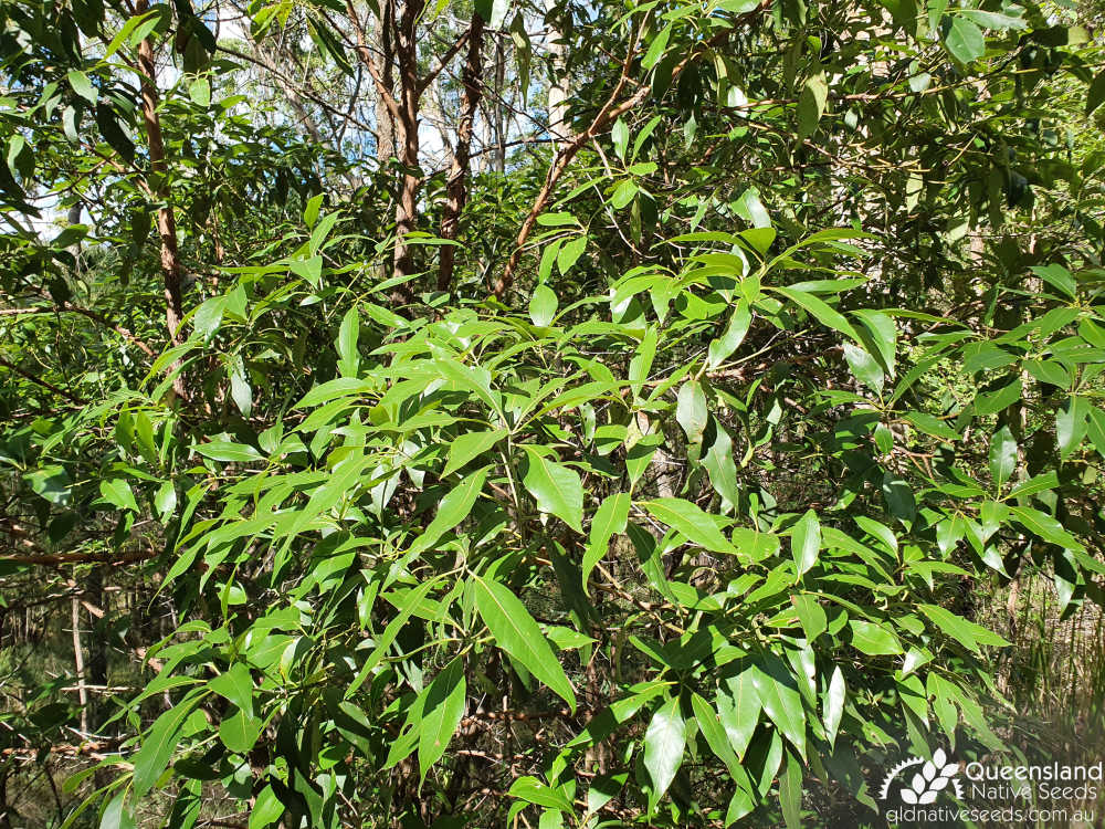 Lophostemon confertus | foliage | Queensland Native Seeds