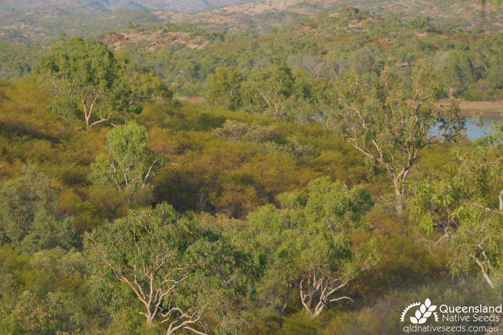 Corymbia terminalis | habitat | Queensland Native Seeds