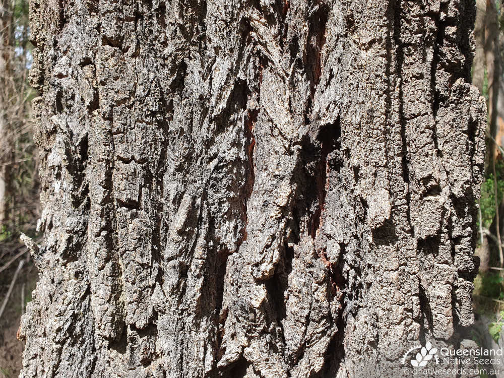 Eucalyptus siderophloia | bark | Queensland Native Seeds