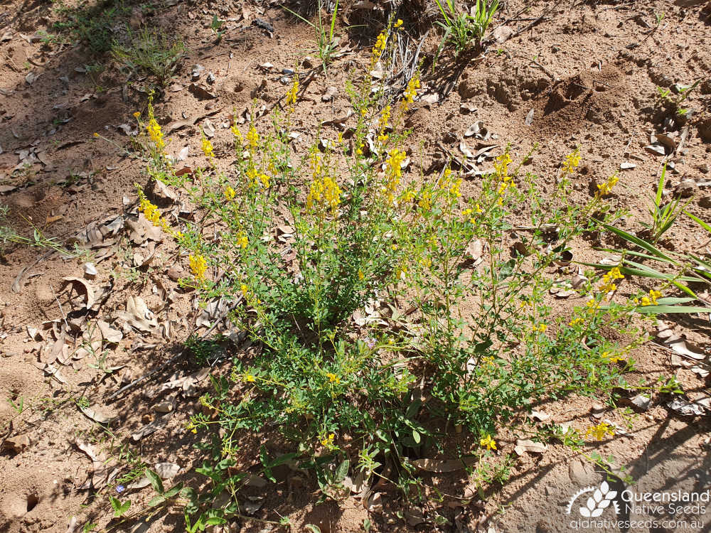 Crotalaria medicaginea var. medicaginea | habit | Queensland Native Seeds