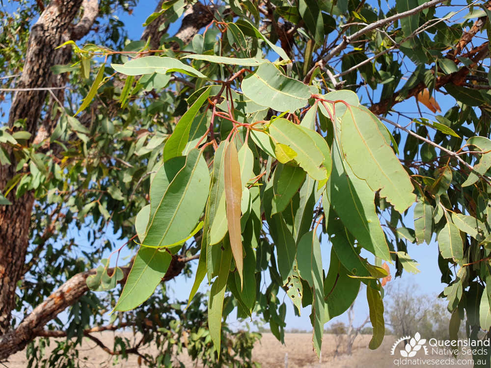 Corymbia erythrophloia | leaf | Queensland Native Seeds