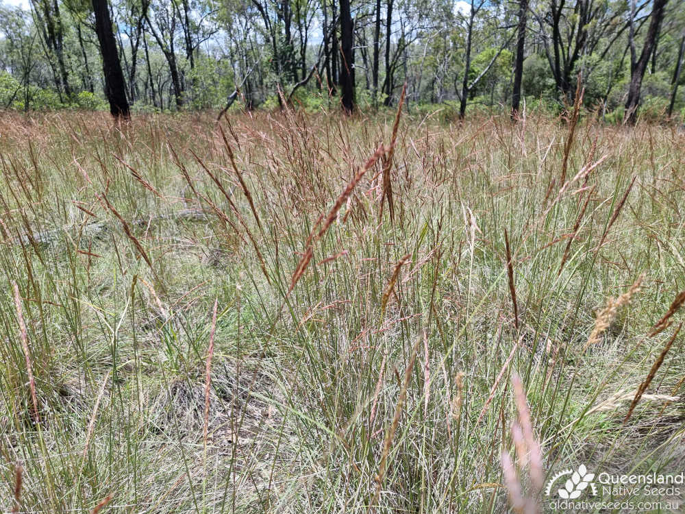 Sarga leiocladum | habit, habitat | Queensland Native Seeds