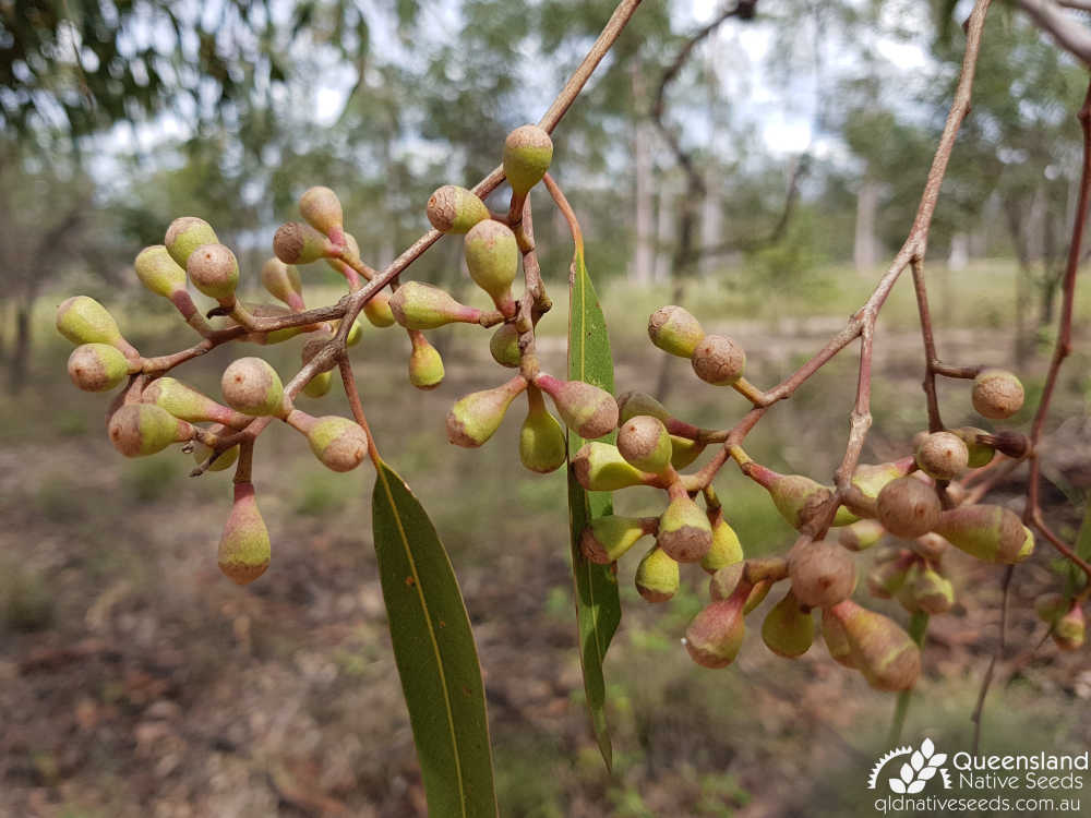 Corymbia citriodora subsp. citriodora | inflorescence bud | Queensland Native Seeds