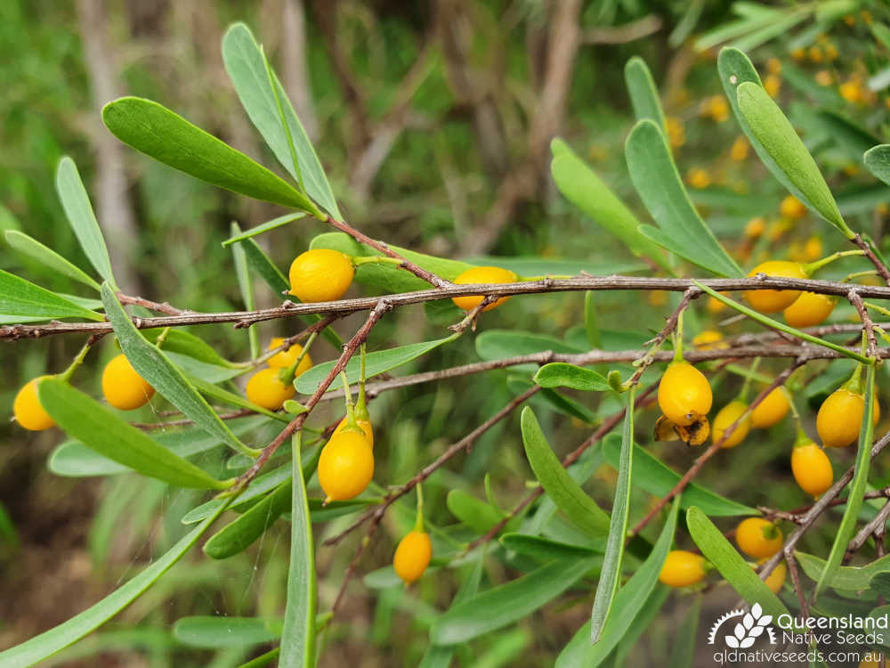 Denhamia cunninghamii | leaves, fruit | Queensland Native Seeds