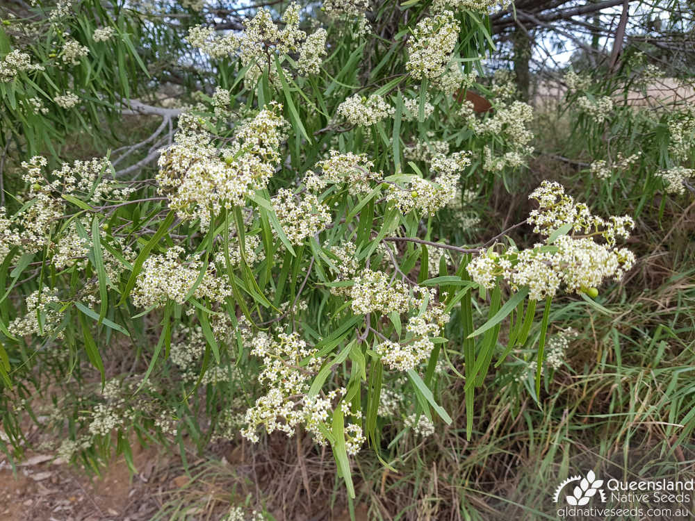 Geijera parviflora | inflorescence | Queensland Native Seeds