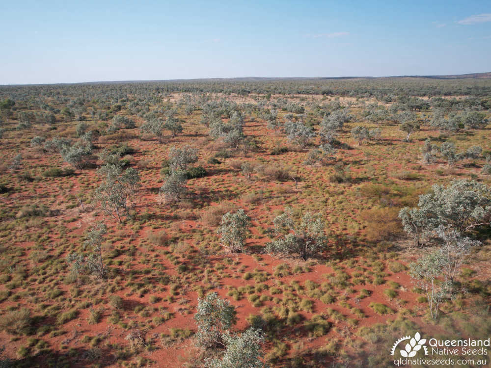 Eucalyptus pruinosa subsp. pruinosa | habitat | Queensland Native Seeds