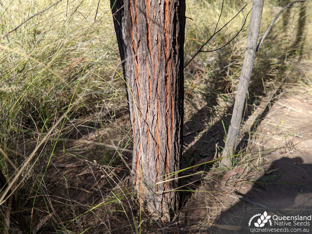 Acacia burrowii | trunk | Queensland Native Seeds